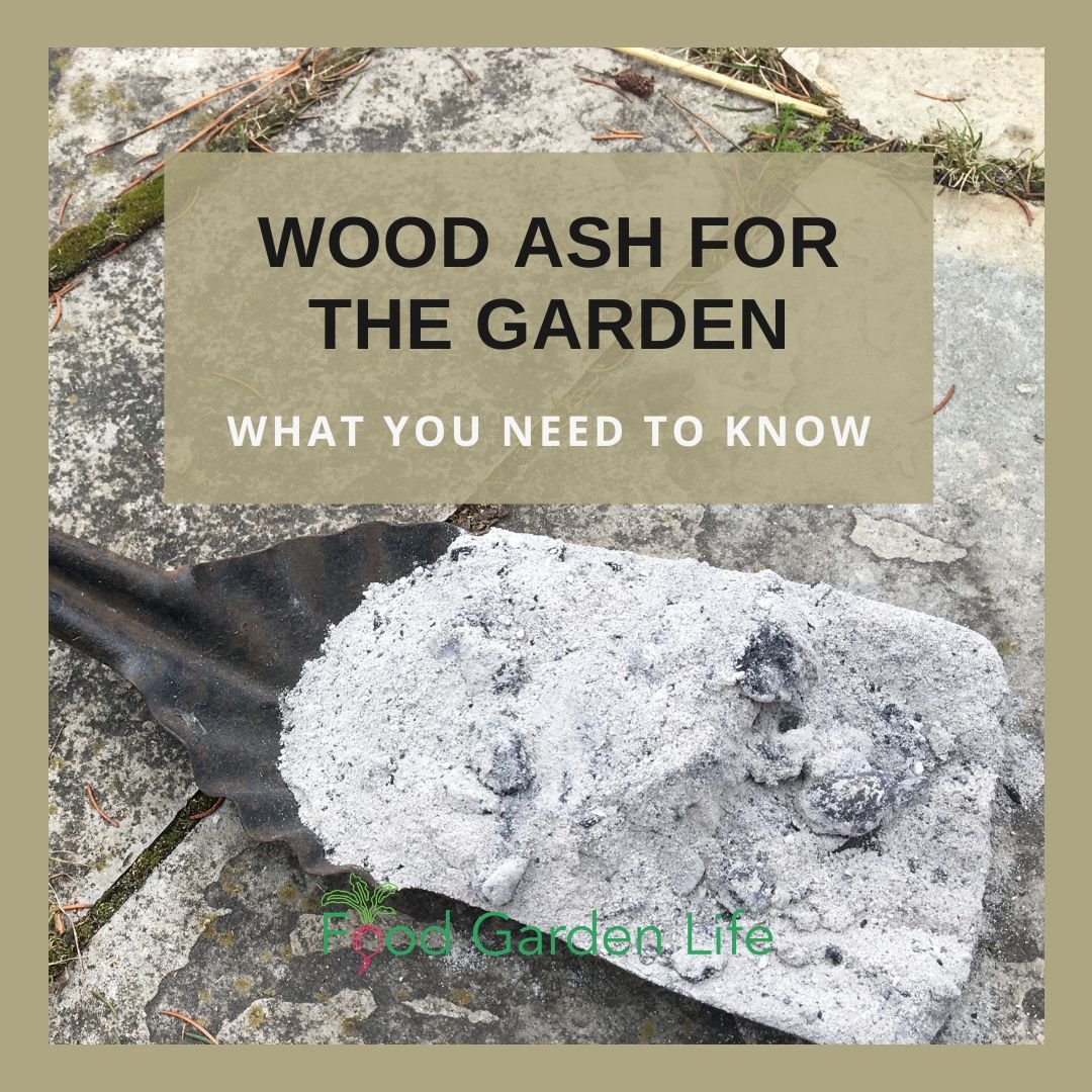Wondering if does ash burn well? This guide will tell you!