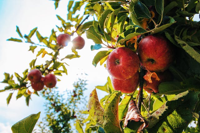 Why do apples grow so well in East America? Learn the surprising truth!