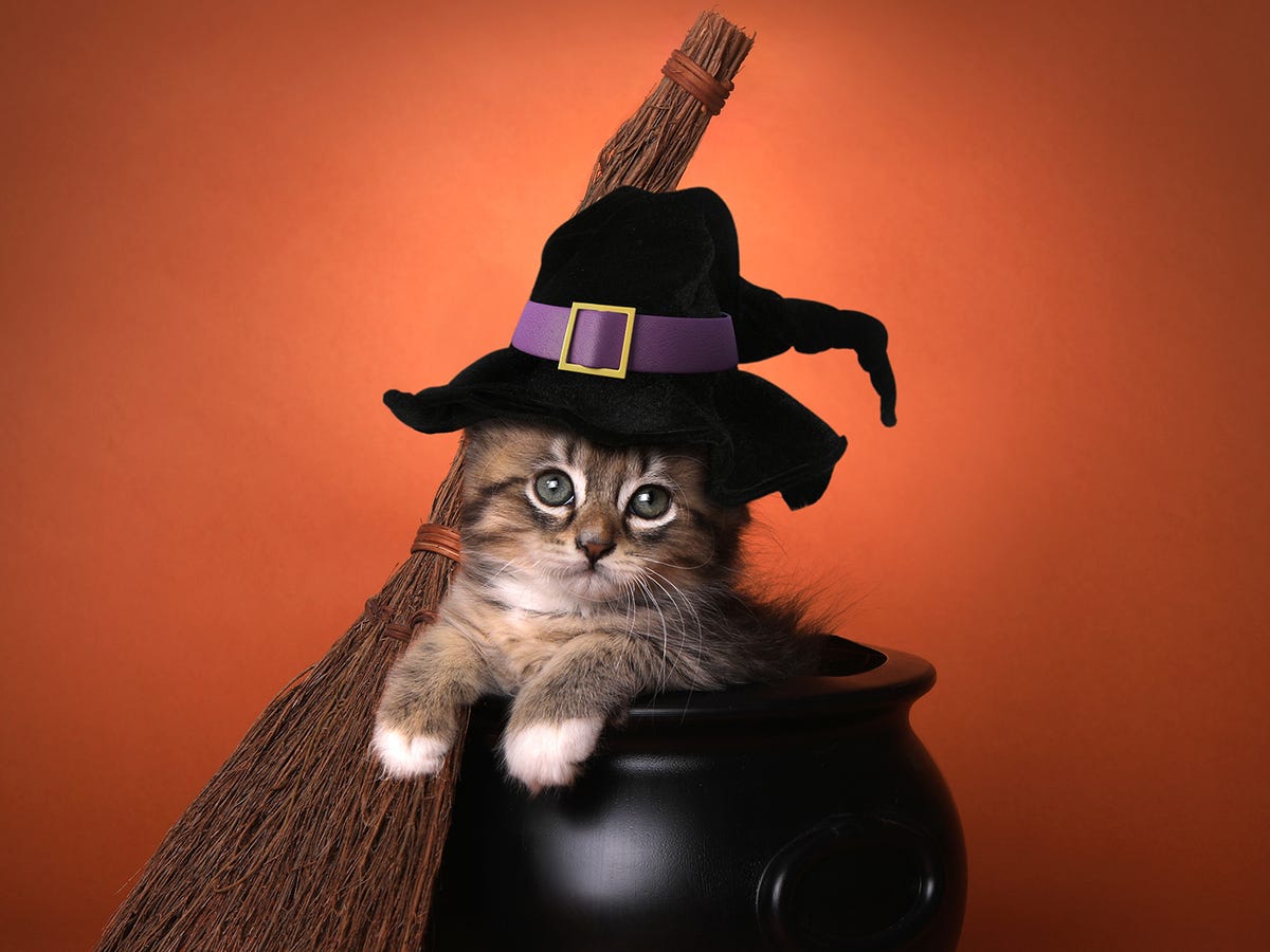 Top Halloween Costumes for Black Cats: Ideas for a Purr-fect Look