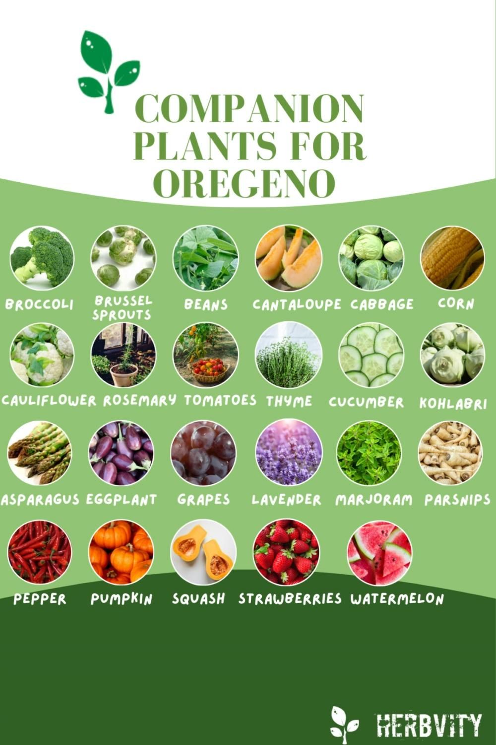 What Grows Well With Oregano? Simple Companion Planting Tips