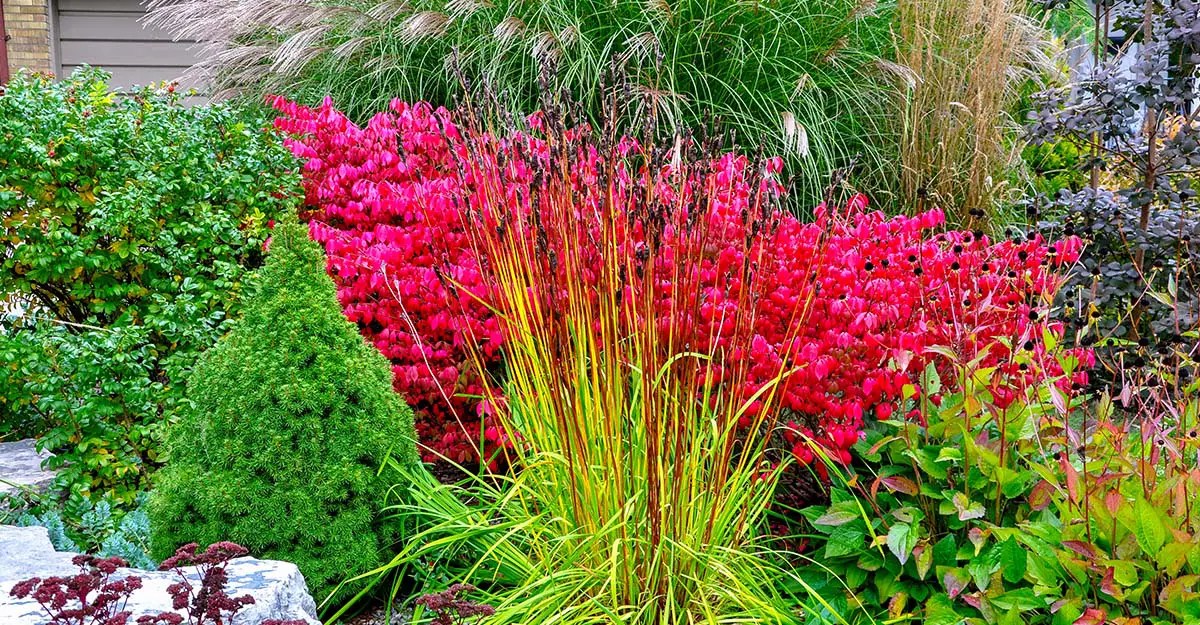 What Shrubs Grow Well in Zone 7b? Top Picks for Your Garden!