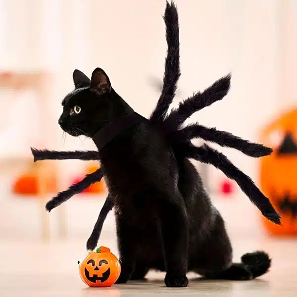 Top Halloween Costumes for Black Cats: Ideas for a Purr-fect Look
