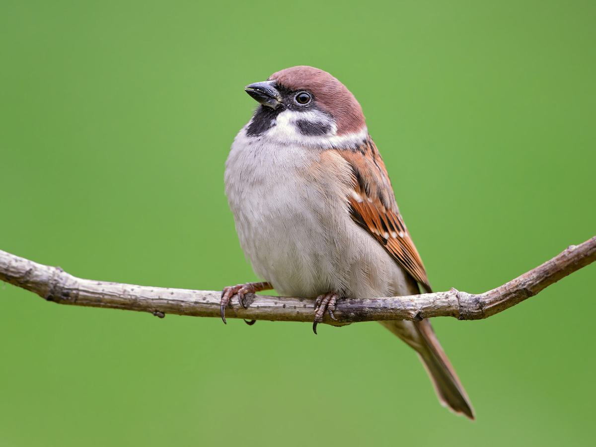 Does the Sparrows Just Go Well With Bread? A Quick Guide