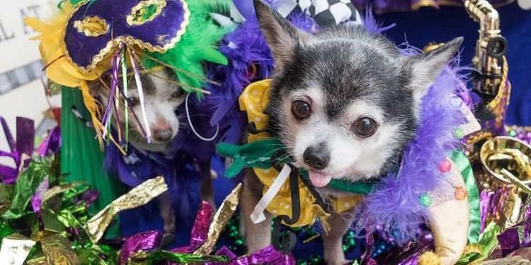 Mardi Gras Animals: Exploring the Festive Fauna Parade