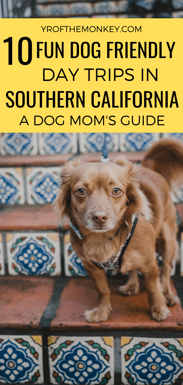 Dog Friendly Weekend Getaways Southern California: Fun Trip Ideas for You and Your Dog!