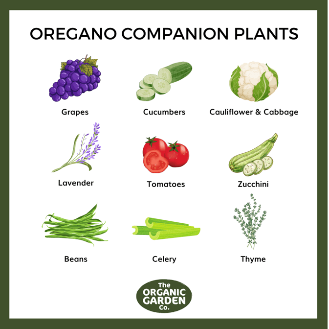 What Grows Well With Oregano? Simple Companion Planting Tips