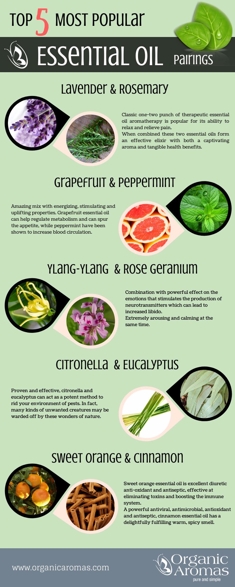 Best Scent Combinations with Lavender You Should Know