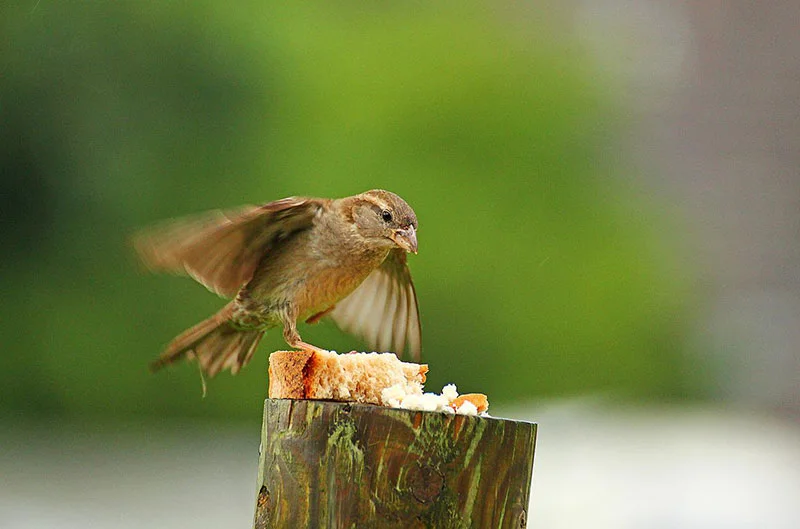 Does the Sparrows Just Go Well With Bread? A Quick Guide