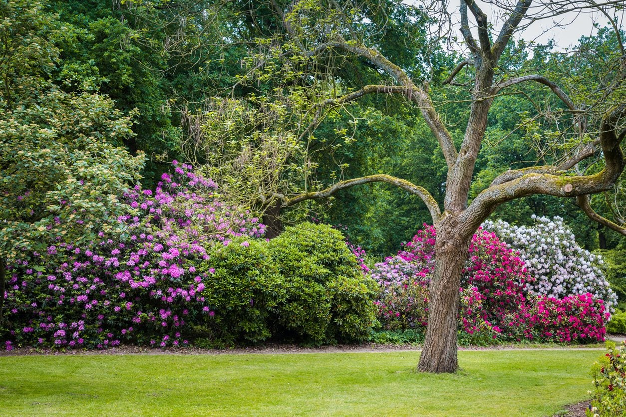 What Shrubs Grow Well in Zone 7b? Top Picks for Your Garden!
