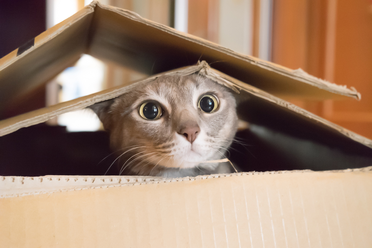 How to keep cat entertained while at work? Top tips for a happy kitty!