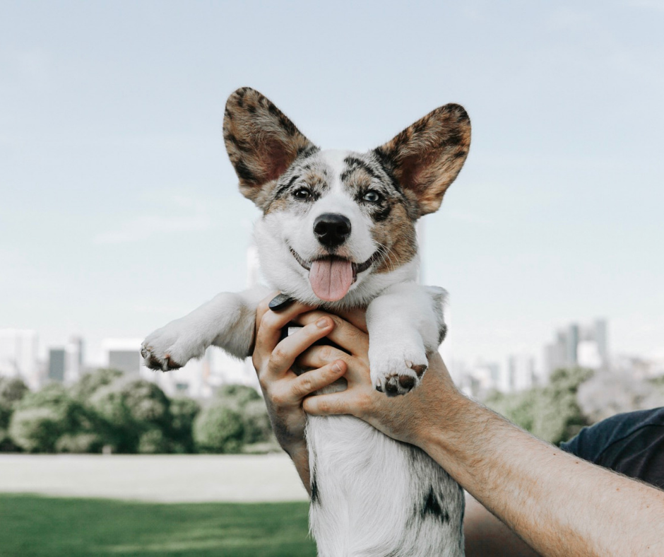Quick Dog Friendly Getaways NYC Area: Top Spots for a Weekend Escape with Your Pup!