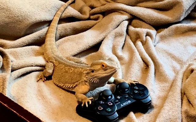 How to Entertain a Bearded Dragon at Home: Simple Ideas That Work