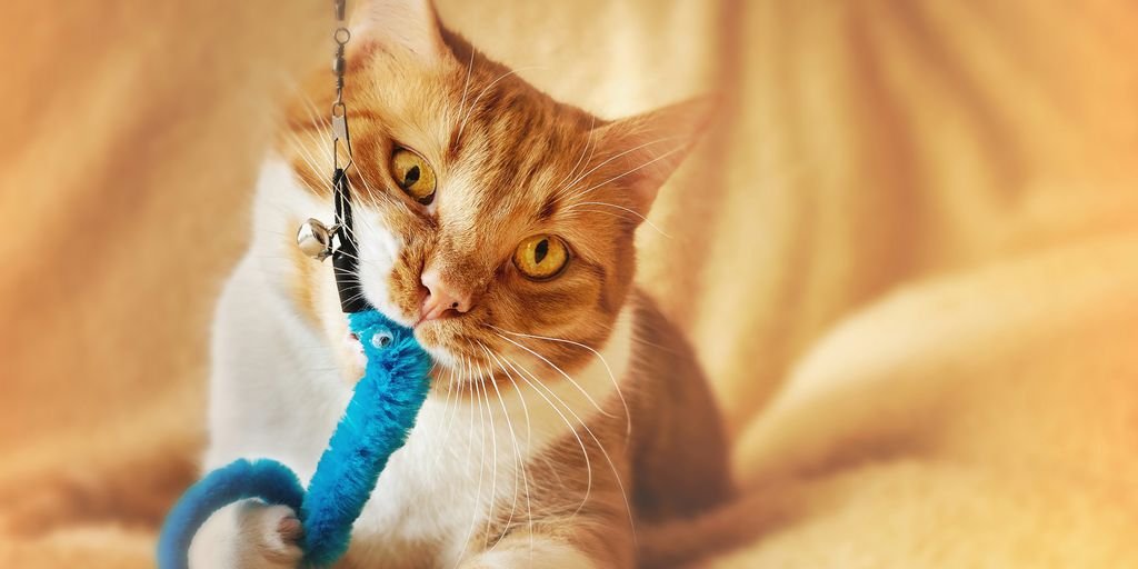Cat Entertainment at Work: Simple Tricks That Really Work