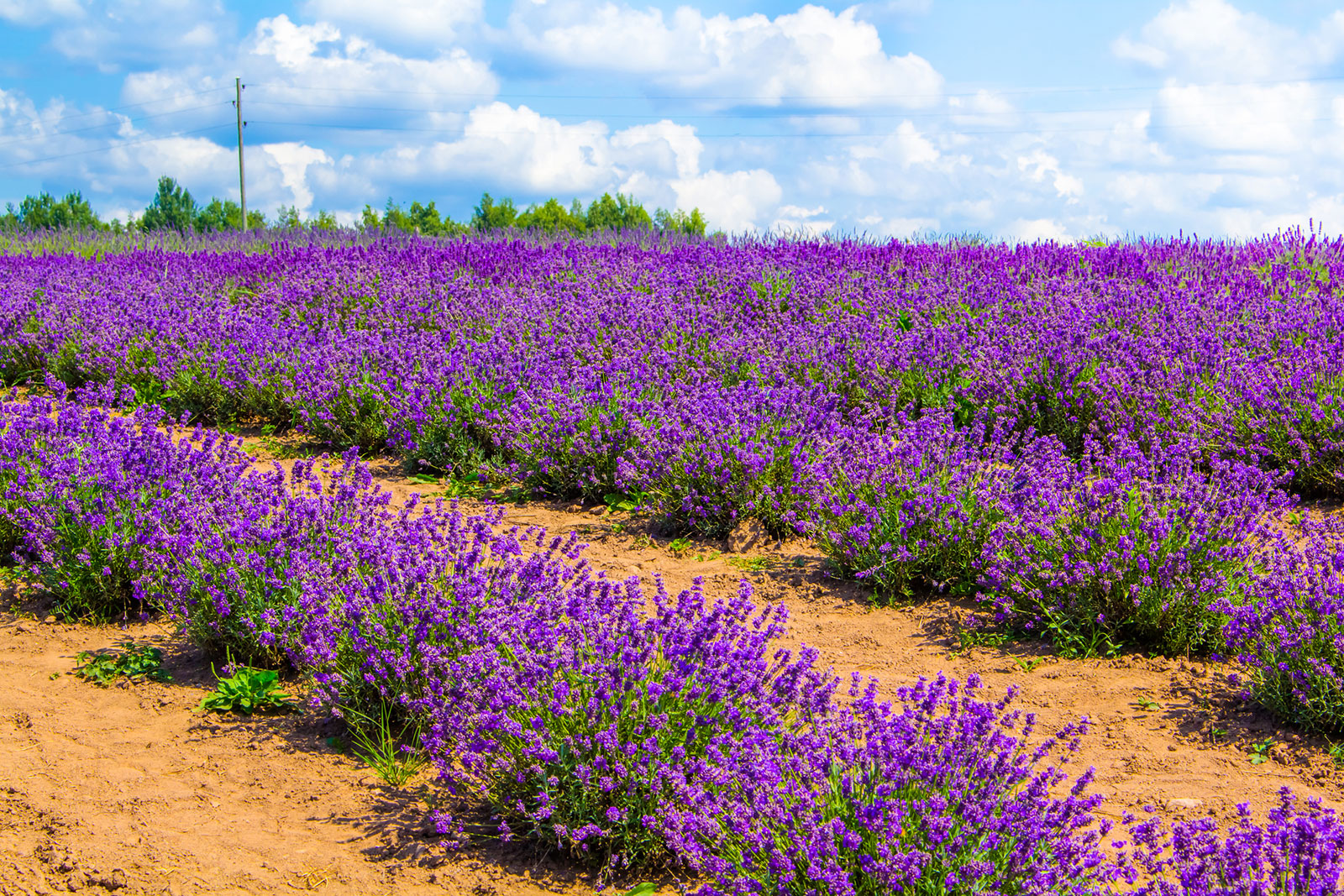 Discover What Grows Well in Sandy Soil: A Simple Guide!