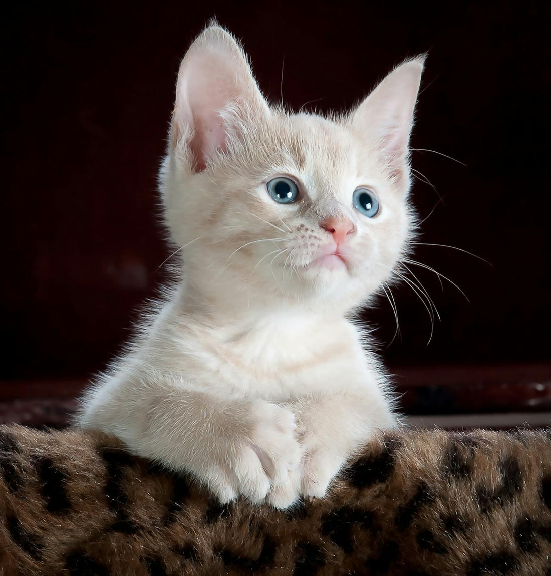 Lifes Better With Cats: Discover the Joy of Cat Companionship