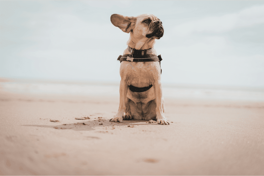 Best Dog Beach Near NYC or CT: Top Spots for You and Your Pup to Enjoy the Sun and Sand