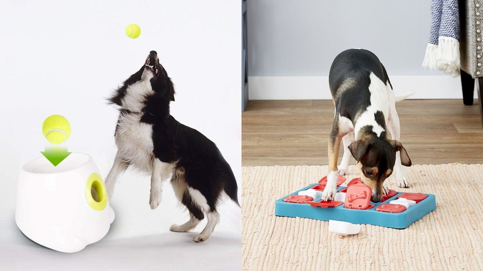 Worried about your furry friend? How to keep your dog entertained while at work