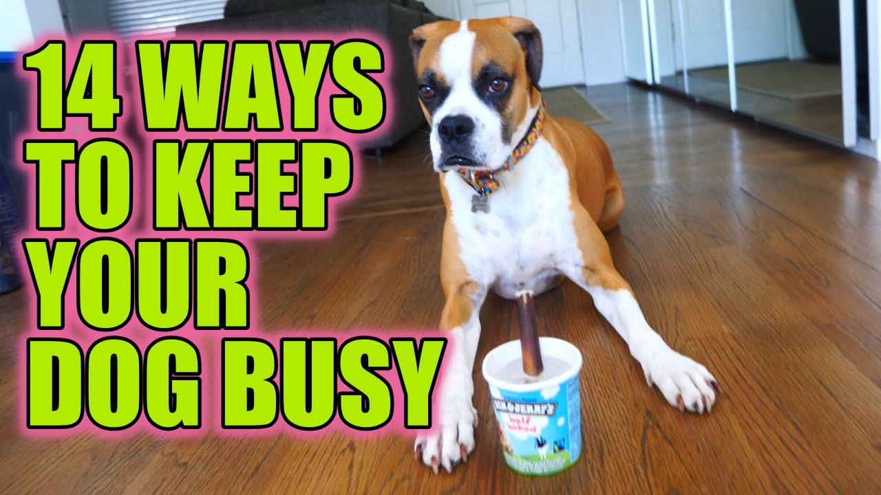 How to entertain dog while at work | Best ideas for a busy dog owner