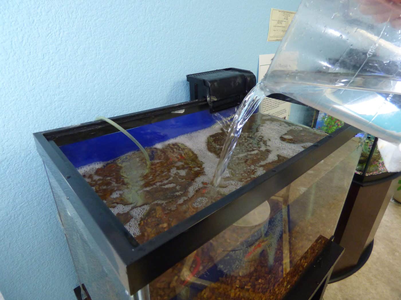 Using well water in a fish tank? Essential tips you should know!