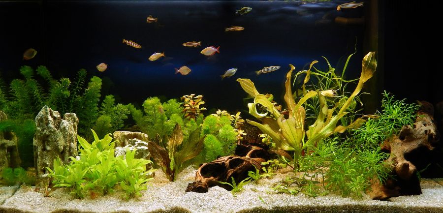 Using Well Water in Your Fish Tank: A Beginners Guide and advice.