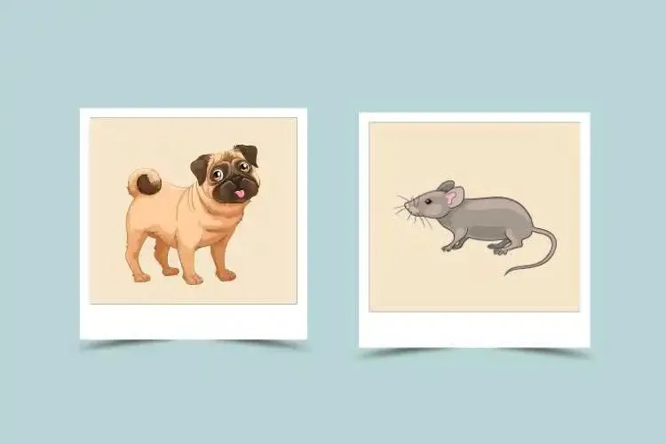 Understanding Dog Rat Compatibility: Challenges and Benefits